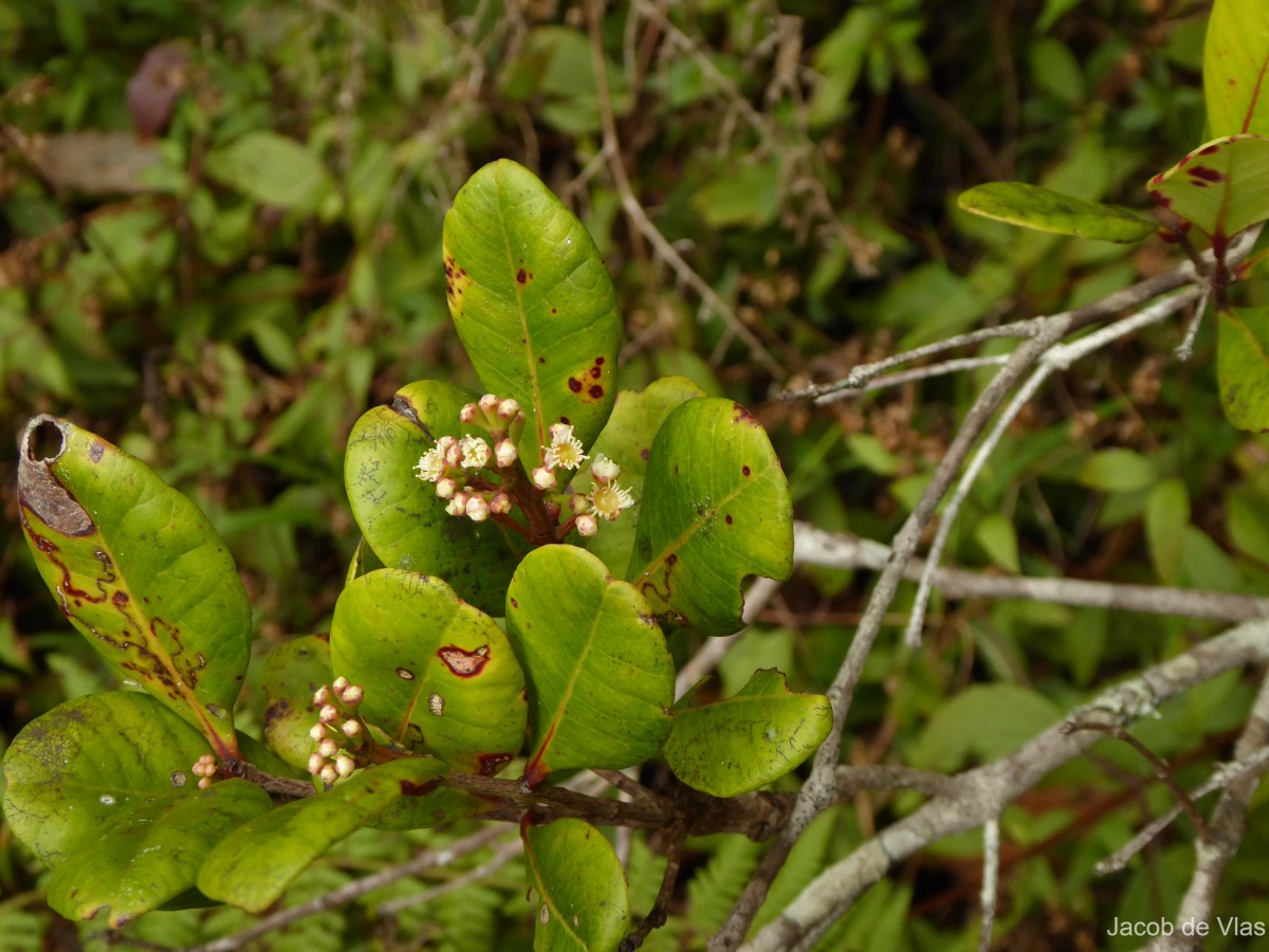 Syzygium revolutum subsp. revolutum Walp.